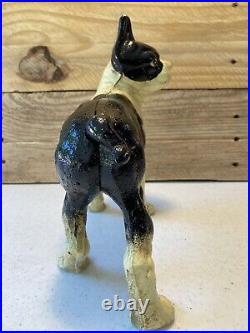 Vintage Cast Iron Boston Terrier Coin Bank/door Stop